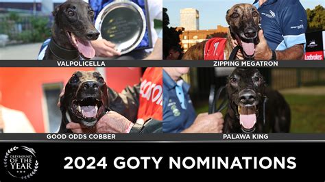 greyhound results ladbrokes|thedogs .